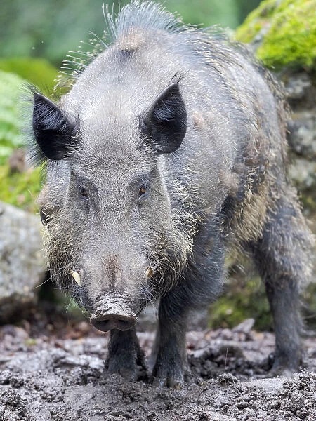 Male, tusker. Wild Boar (Sus scrofa) in Forest. National Park Bavarian Forest, enclosure