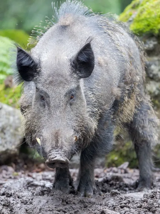 Framed Print : Male, tusker. Wild Boar (Sus scrofa) in Forest. National Park Bavarian Forest, enclosure Framed Print : Male, tusker. Wild Boar (Sus scrofa) in Forest. National Park Bavarian Forest, enclosure