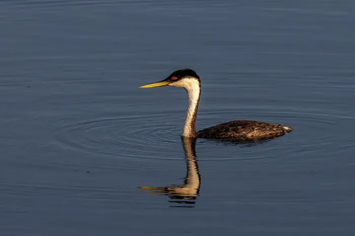 Framed Print : Male western grebe at Ninepipe National Wildlife Refuge in the Mission Valley, Montana, USA. (Editorial Use Only) Framed Print : Male western grebe at Ninepipe National Wildlife Refuge in the Mission Valley, Montana, USA. (Editorial Use Only)