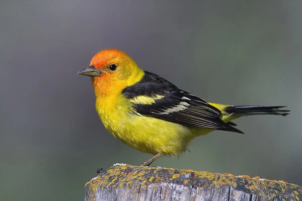 Male Western Tanager, Grand Teton National Park, Wyoming