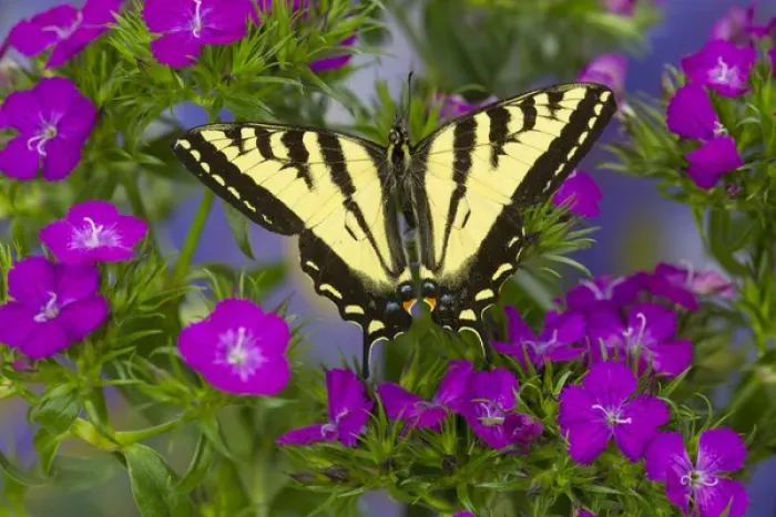 Framed Print : Male Western Tiger Swallowtail Butterfly, Papilio rutulus