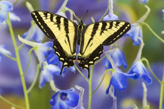 Framed Print : Male Western Tiger Swallowtail Butterfly, Papilio rutulus Framed Print : Male Western Tiger Swallowtail Butterfly, Papilio rutulus