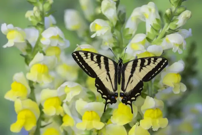 Framed Print : Male Western Tiger Swallowtail Butterfly, Papilio rutulus Framed Print : Male Western Tiger Swallowtail Butterfly, Papilio rutulus