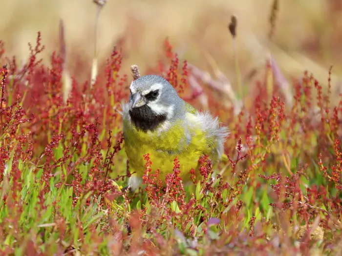 Framed Print : Male White-bridled finch (canary-winged finch, black-throated finch) on Sea Lion Island. South America, Falkland Islands Framed Print : Male White-bridled finch (canary-winged finch, black-throated finch) on Sea Lion Island. South America, Falkland Islands