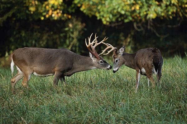 Male White-tailed Deer sizing each other up, Odocoileus virginianus, Cades Cove