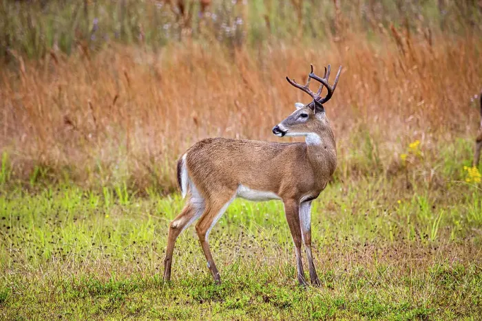 Framed Print : Male white-tailed deer in southwest Florida