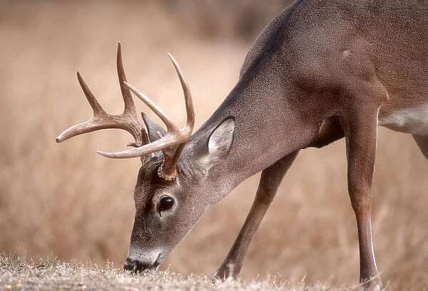 A male whitetail deer grazes in a meadow of dry grass in the fall