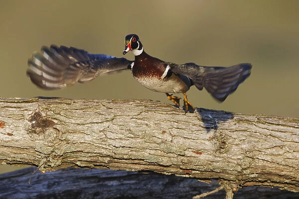 Male wood duck flying