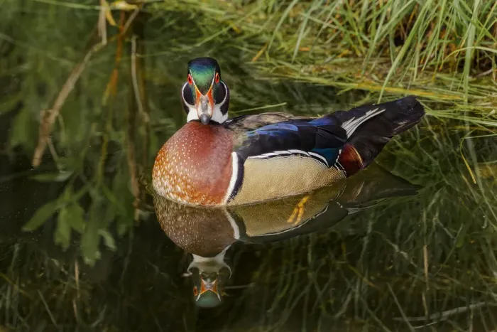 Framed Print : Male wood duck and reflection, Ohio Framed Print : Male wood duck and reflection, Ohio