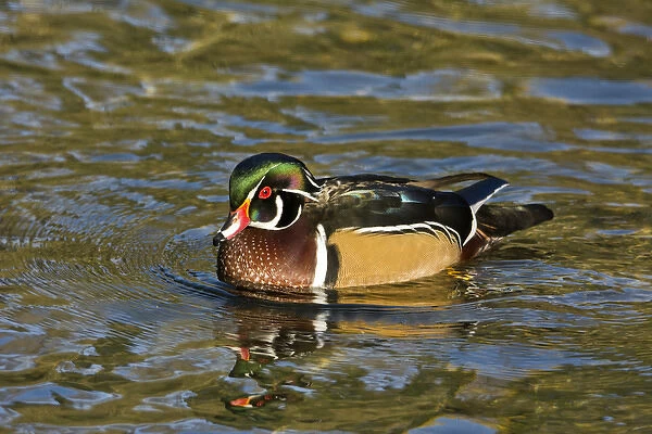 Male Wood Duck; swimming; Crystal Springs Rhododendron Garden; Porttland; Oregon; USA