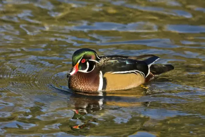 Framed Print : Male Wood Duck; swimming; Crystal Springs Rhododendron Garden; Porttland; Oregon; USA