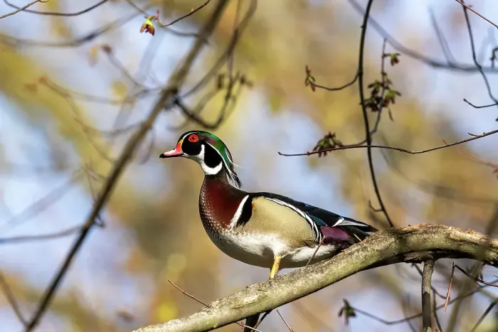 Framed Print : Male wood duck in tree in Defiance, Ohio, USA. (Editorial Use Only) Framed Print : Male wood duck in tree in Defiance, Ohio, USA. (Editorial Use Only)