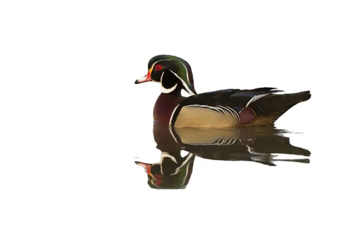 Framed Print : Male wood Duck in wetland. Marion County, Illinois, USA