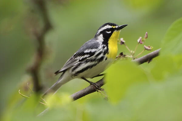Male Yellow-throated Warbler
