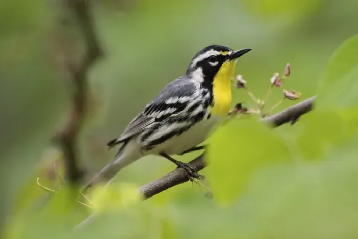 Framed Print : Male Yellow-throated Warbler Framed Print : Male Yellow-throated Warbler