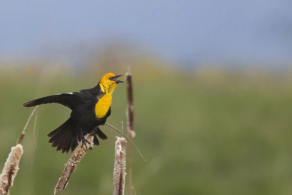 Male Yellowheaded Blackbird singing in the cattails at Ninepipe WMA in the Mission Valley
