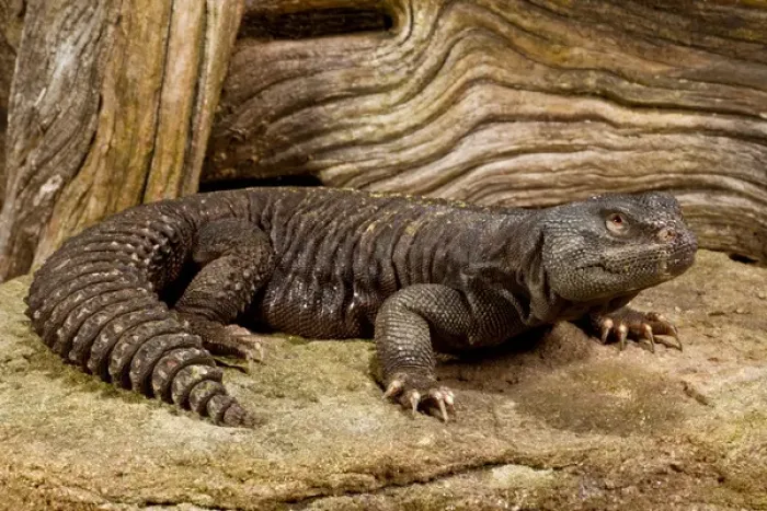 Framed Print : Mali Uromastyx, Uromastyx maliensis, Native to Northern Africa
