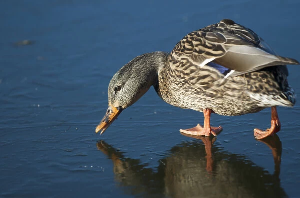 The mallard (Anas platyrhynchos) is a dabbling duck which breeds throughout the temperate