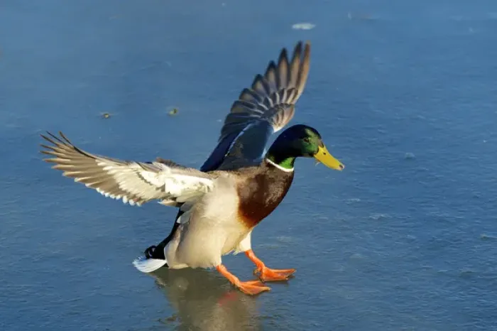Framed Print : The mallard (Anas platyrhynchos) is a dabbling duck which breeds throughout the temperate