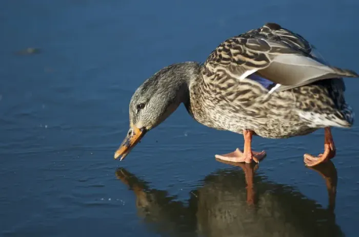 Framed Print : The mallard (Anas platyrhynchos) is a dabbling duck which breeds throughout the temperate Framed Print : The mallard (Anas platyrhynchos) is a dabbling duck which breeds throughout the temperate