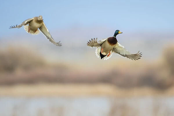 Mallard (Anas platyrhynchos) ducks flying