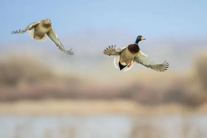 Framed Print : Mallard (Anas platyrhynchos) ducks flying Framed Print : Mallard (Anas platyrhynchos) ducks flying