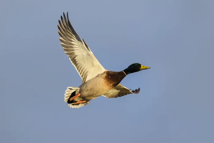 Framed Print : Mallard (Anas platyrhynchos) ducks flying