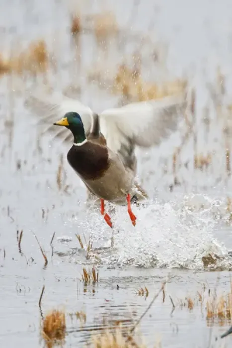 Framed Print : Mallard (Anas platyrhynchos) flying from marsh Framed Print : Mallard (Anas platyrhynchos) flying from marsh