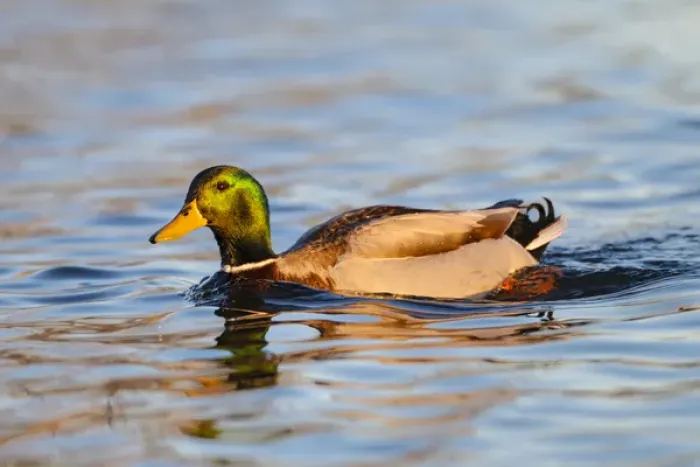 Framed Print : Mallard (Anas platyrhynchos) male swimming