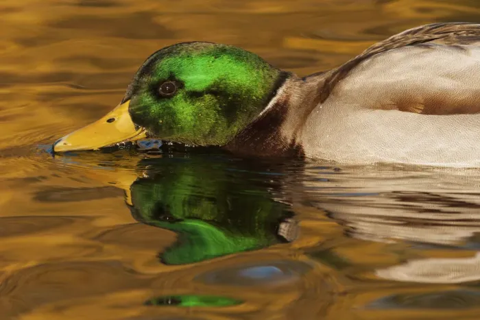 Framed Print : Mallard, close-up feeding Framed Print : Mallard, close-up feeding