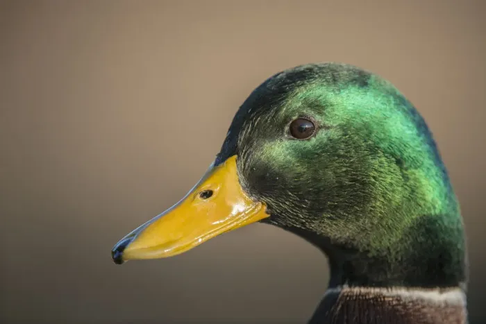 Framed Print : The mallard is a dabbling duck that breeds throughout the temperate and subtropical Americas