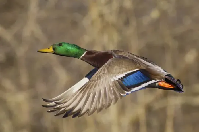 Framed Print : Mallard Drake in Flight Framed Print : Mallard Drake in Flight
