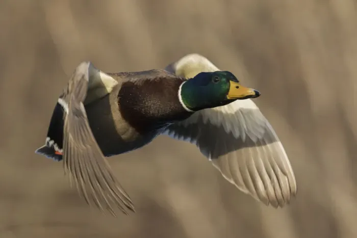 Framed Print : Mallard Drake in Flight Framed Print : Mallard Drake in Flight