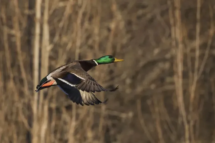 Framed Print : Mallard drake flying Framed Print : Mallard drake flying