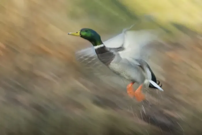 Framed Print : Mallard drake flying Framed Print : Mallard drake flying