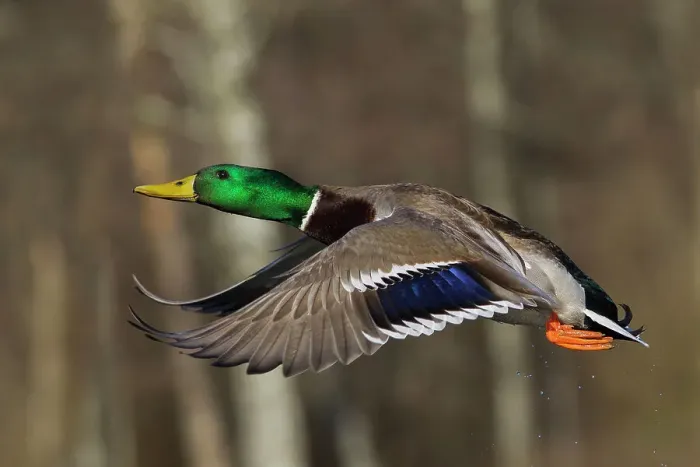 Framed Print : Mallard drake flying Framed Print : Mallard drake flying