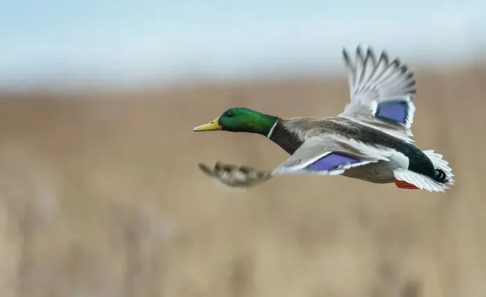 Framed Print : Mallard drake flying past, autumn wetlands in Colorado Framed Print : Mallard drake flying past, autumn wetlands in Colorado
