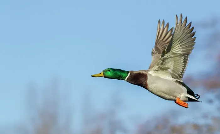 Framed Print : Mallard drake, late autumn flight Framed Print : Mallard drake, late autumn flight