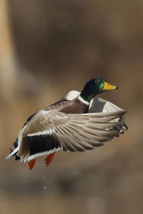 Framed Print : Mallard drake lifting off