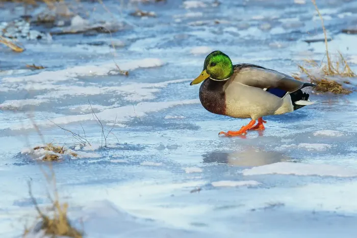 Framed Print : Mallard drake navigating frozen wetland
