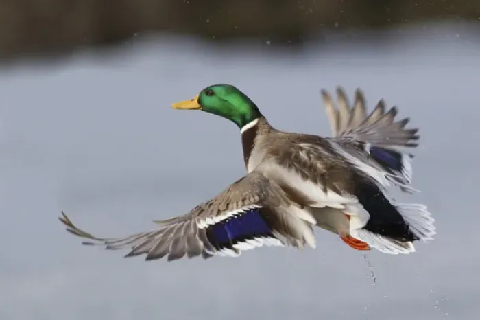Framed Print : Mallard Drake Taking Flight Framed Print : Mallard Drake Taking Flight