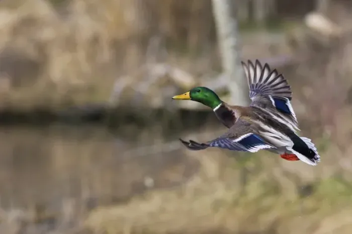 Framed Print : Mallard Drake Taking Flight