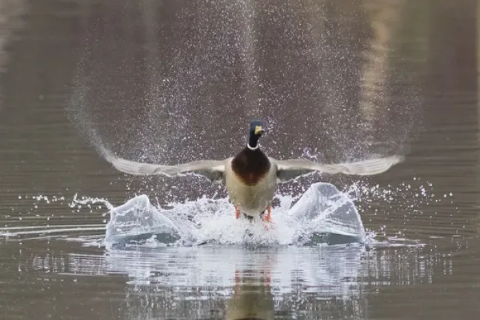 Framed Print : Mallard Drake Taking Flight Framed Print : Mallard Drake Taking Flight