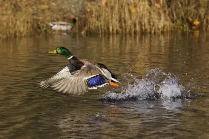 Framed Print : Mallard Drake Taking Flight