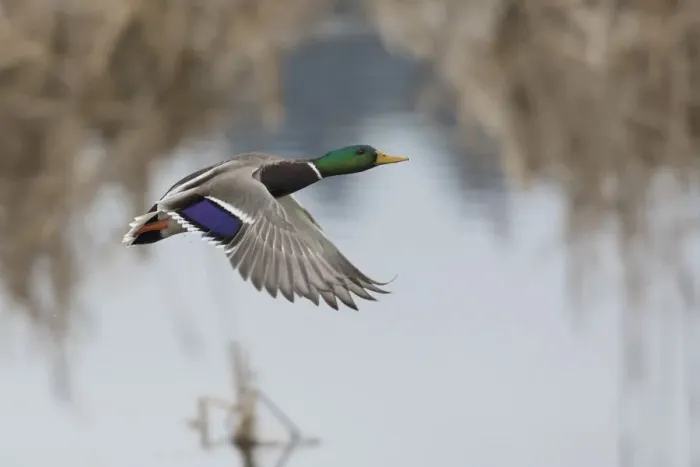Framed Print : Mallard Drake Taking Flight Framed Print : Mallard Drake Taking Flight