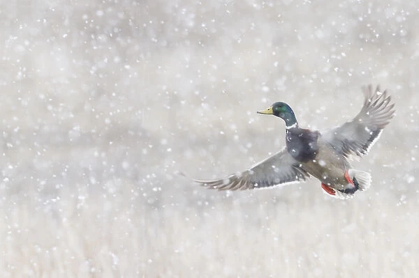 Mallard Drake Taking Flight in heavy snow