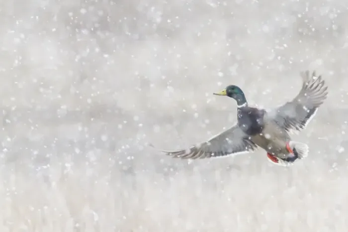 Framed Print : Mallard Drake Taking Flight in heavy snow Framed Print : Mallard Drake Taking Flight in heavy snow