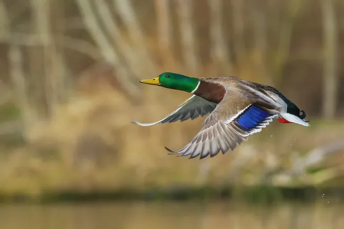 Framed Print : Mallard drake taking flight in late autumn Framed Print : Mallard drake taking flight in late autumn
