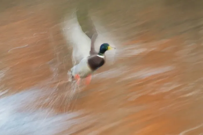 Framed Print : Mallard Drake; taking flight in slow motion Framed Print : Mallard Drake; taking flight in slow motion