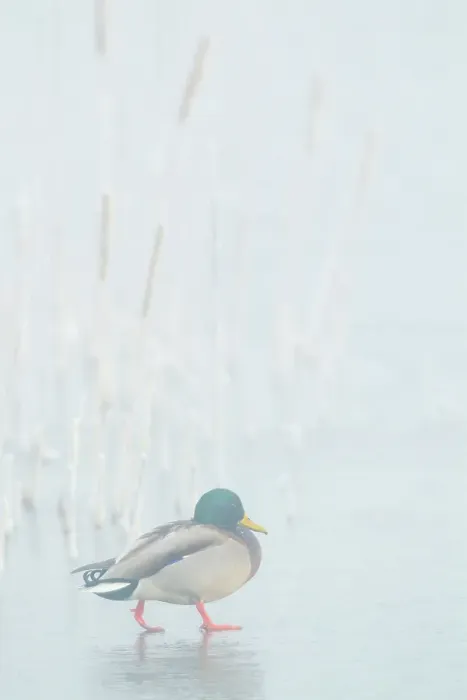 Framed Print : Mallard drake walks across frozen wetland in the morning fog